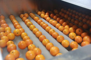 江南鎮農產品初加工廠正式投產運營