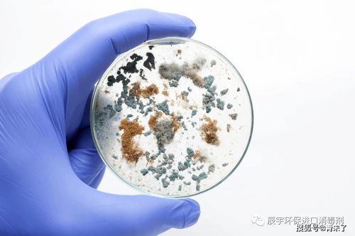 制藥廠潔凈區霉菌污染用什么法子消毒滅菌直接解決 除霉菌就用殺孢子劑