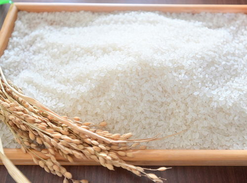 餐桌上的食品安全無小事,走進沈陽綠色工廠,探訪神秘生產線